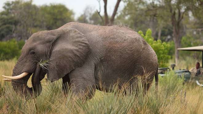 Okavango Delta, Botswana- Game Drives