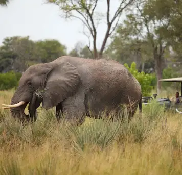 Okavango Delta, Botswana- Game Drives