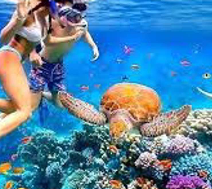 Snorkelling the Blue Coral Reefs