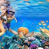 Image related to Snorkelling the Blue Coral Reefs