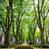 Image related to Jozenji-dori Avenue