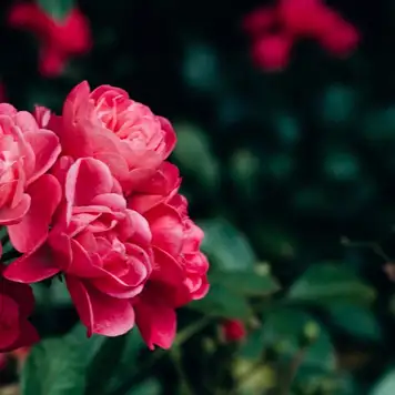 Image related to Botanical Gardens