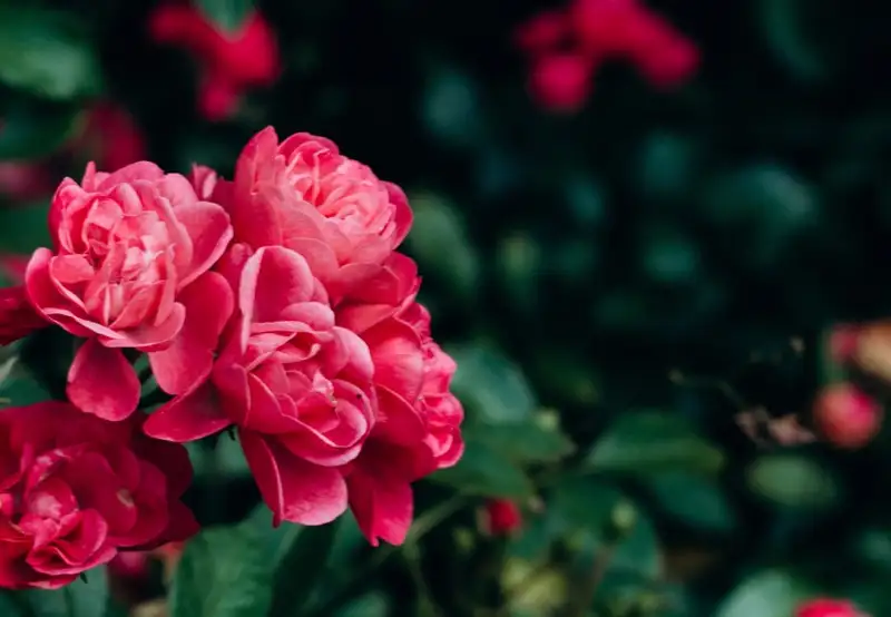 Image related to Botanical Gardens