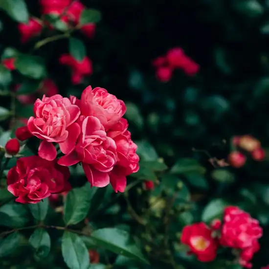 Image related to Botanical Gardens