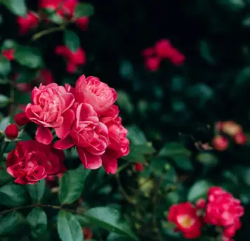 Image related to Botanical Gardens