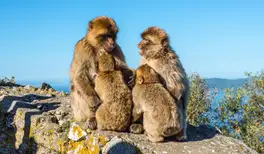 Image related to Apes Den