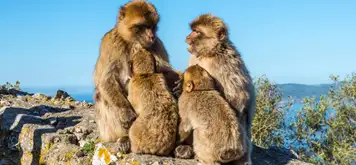 Image related to Apes Den