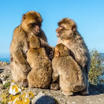 Image related to Apes Den Gibraltar