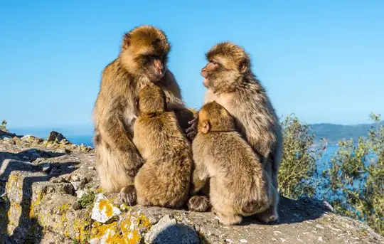 Image related to Apes Den