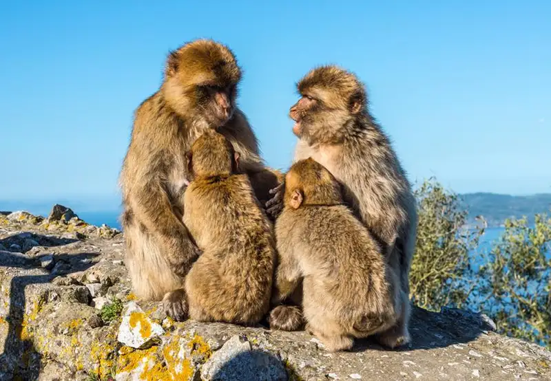 Apes Den Gibraltar