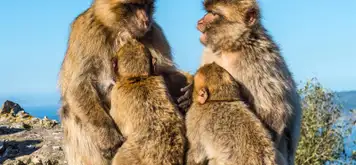 Image related to Apes Den