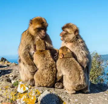 Image related to Apes Den Gibraltar