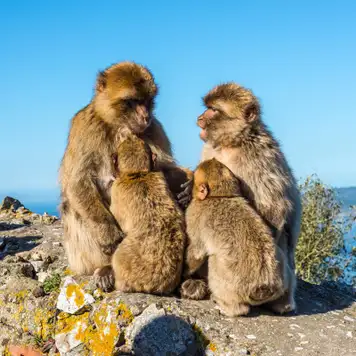 Image related to Apes Den