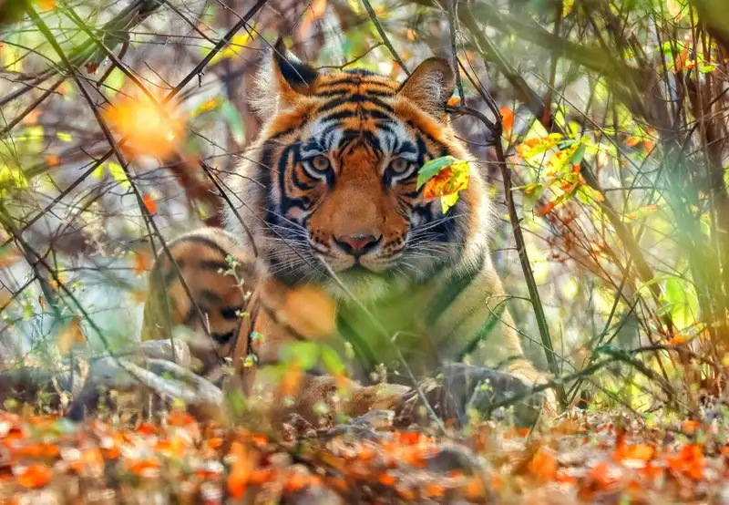 Bengal Tigers