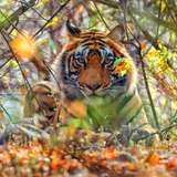 Image related to Bengal Tigers