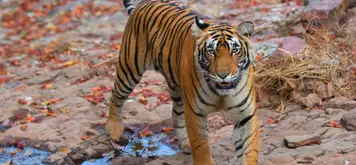 Image related to Ranthambore - Afternoon Jungle Safari