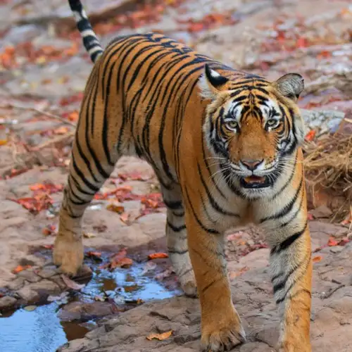 Image related to Ranthambore - Afternoon Jungle Safari