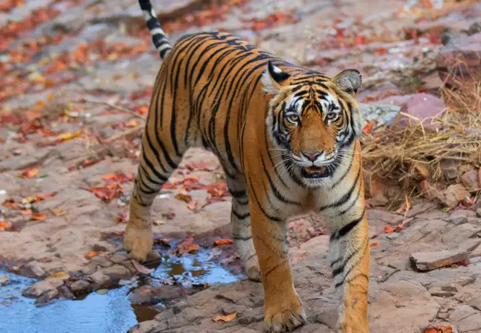 Photo of Day 6: Ranthambore - Afternoon Jungle Safari