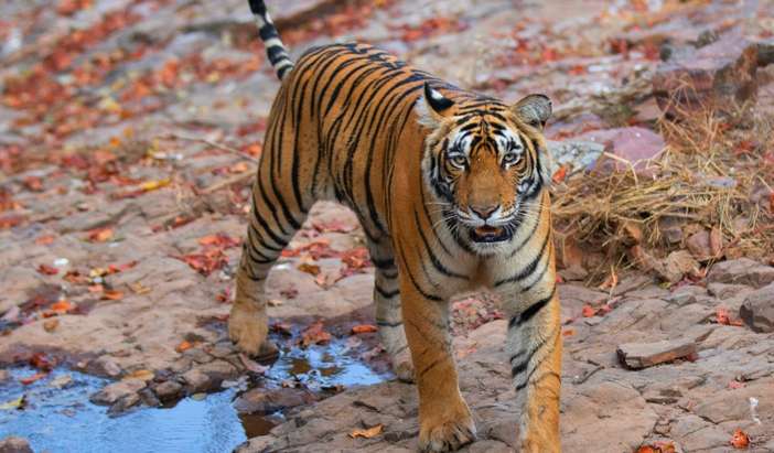 Ranthambore - Afternoon Jungle Safari