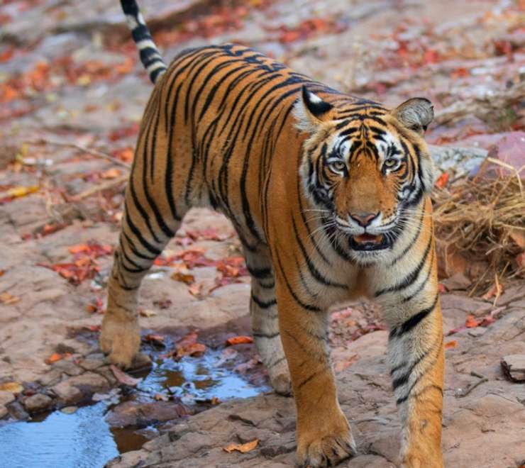 Ranthambore - Afternoon Jungle Safari