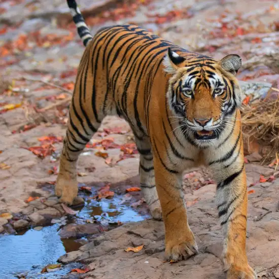 Image related to Ranthambore - Afternoon Jungle Safari