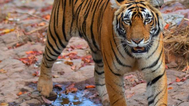 Ranthambore - Afternoon Jungle Safari