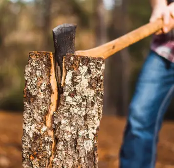 Image related to Lumberjack Show