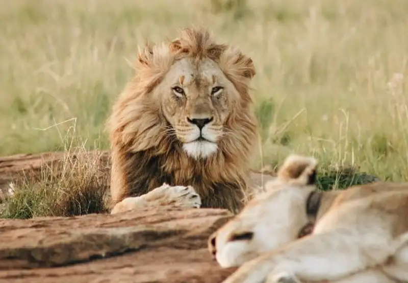 Image related to Omoriyama Zoo