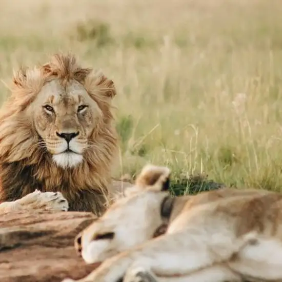 Image related to Omoriyama Zoo