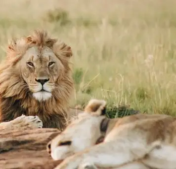 Image related to Omoriyama Zoo