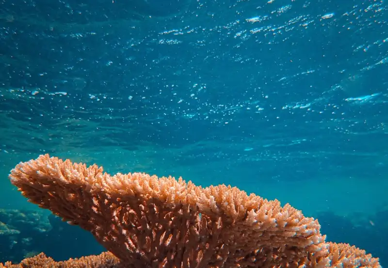 Image related to Marine Park