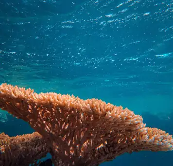 Image related to Marine Park