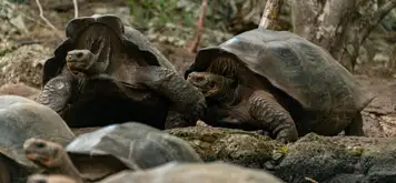 Image related to Curieuse Island