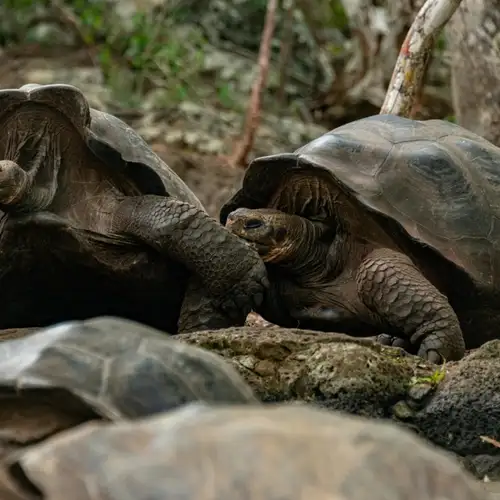 Image related to Curieuse Island