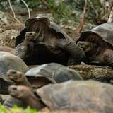 Image related to Curieuse Island