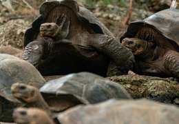 IgluCruise.Application.ViewModels.Shared.WebImageViewModel?.Description