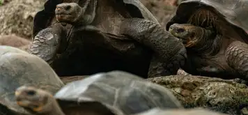 Image related to Curieuse Island