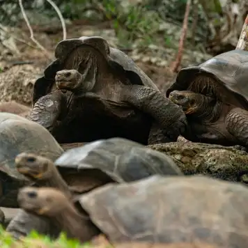 Image related to Curieuse Island