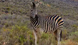 Image related to ‘Big 5’ Wildlife Safari