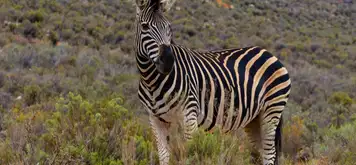 ‘Big 5’ Wildlife Safari