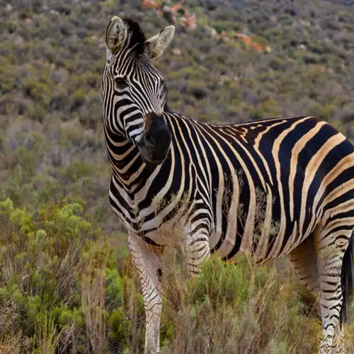 Image related to ‘Big 5’ Wildlife Safari