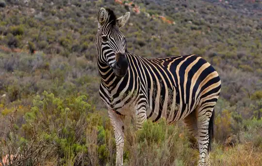 Image related to ‘Big 5’ Wildlife Safari