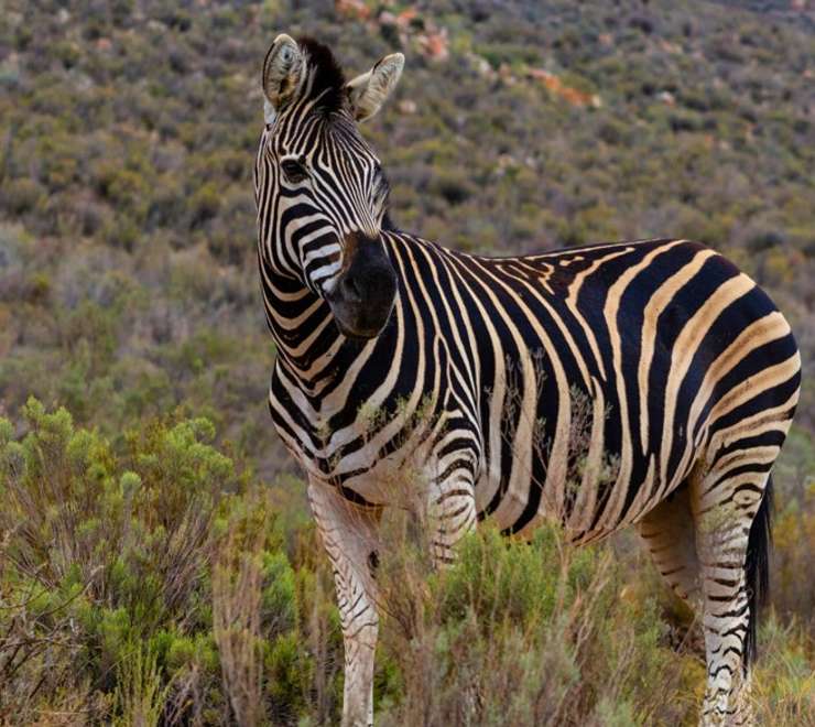 ‘Big 5’ Wildlife Safari