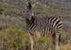 ‘Big 5’ Wildlife Safari