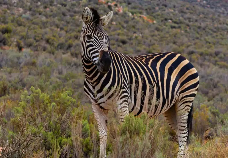 ‘Big 5’ Wildlife Safari