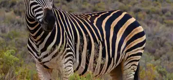 Image related to ‘Big 5’ Wildlife Safari