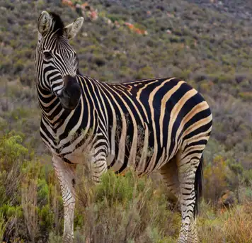 ‘Big 5’ Wildlife Safari