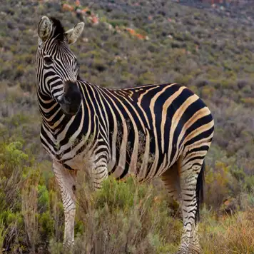 Image related to ‘Big 5’ Wildlife Safari