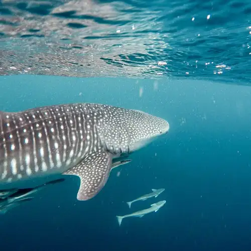 Image related to Marine Life Tours