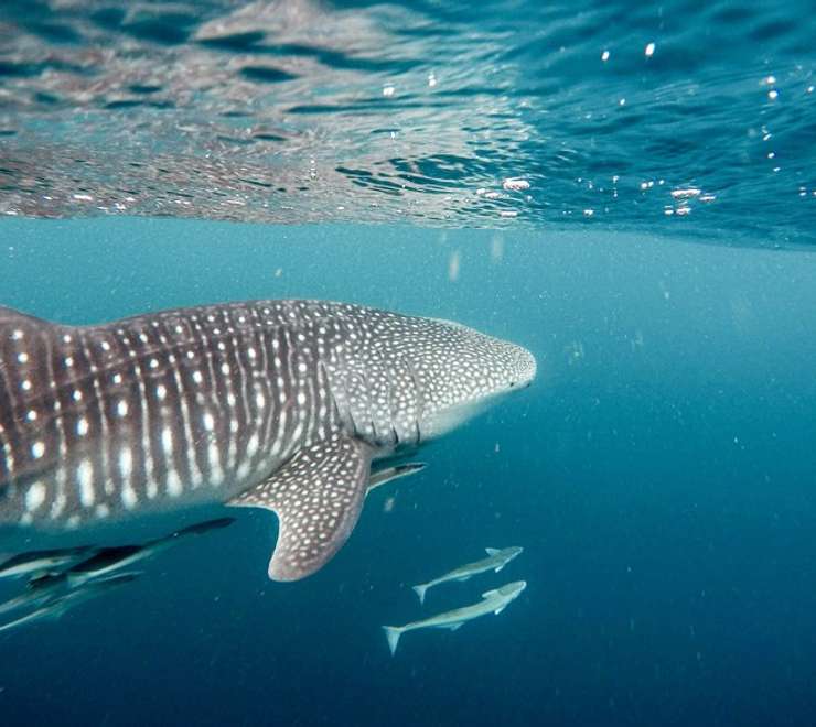 Marine Life Tours